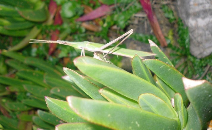 Truxalis sp. o Acrida sp.?